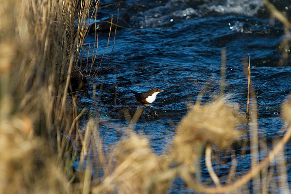 Dipper_9244_edit