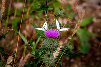 Two Small White Butterflies_4853-5D