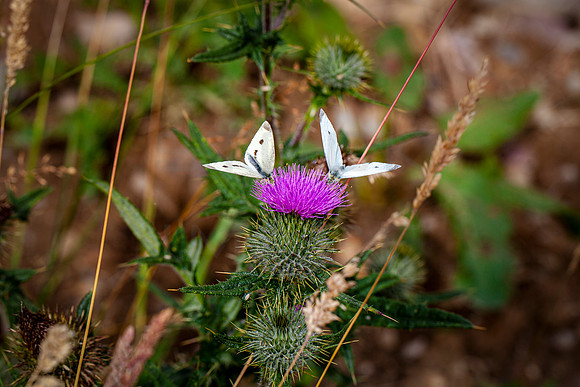 Two Small White Butterflies_4853-5D