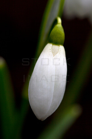A Tear for Nature_9308