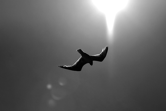 Fall from Grace_6679_b-w