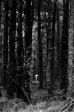 Cut Down in Her Prime_8350