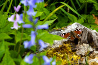 Peacock Butterfly on Stump_4186