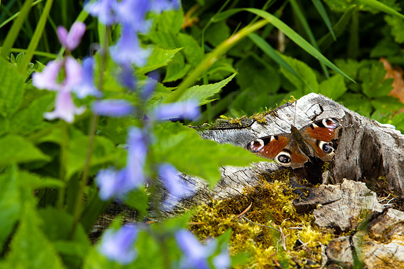 Peacock Butterfly on Stump_4186