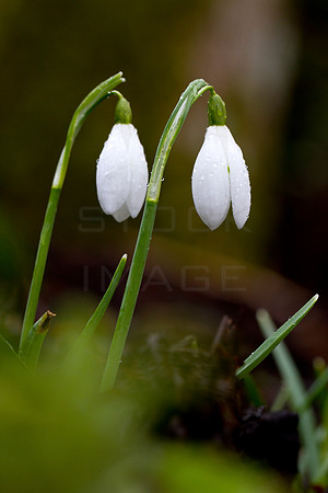 Twins_9310