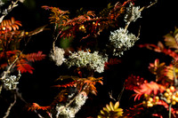 20261022-_MG_6003-90D
