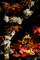 20261022-_MG_6004-90D