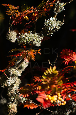 20261022-_MG_6004-90D