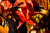 20261022-_MG_6033-90D