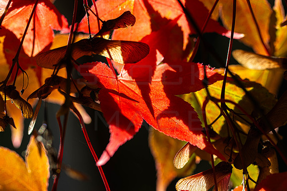 20261022-_MG_6033-90D