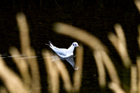 Black Headed Gull in Winter Ploomage_0533-local