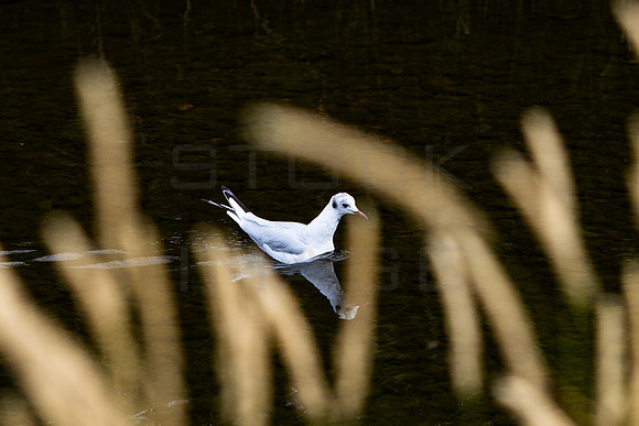 Black Headed Gull in Winter Ploomage_0533-local