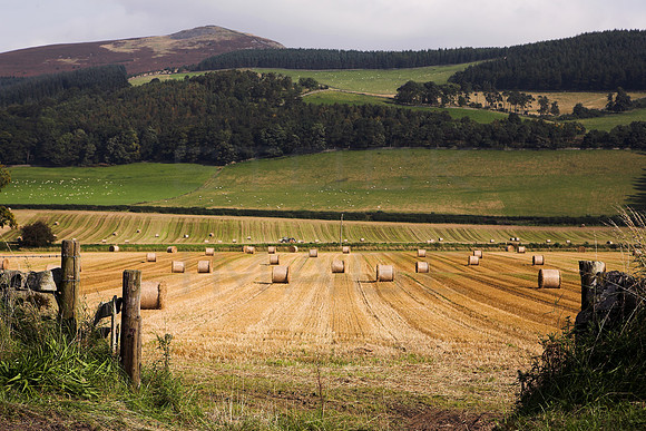 Haybails under Lee Pen_0779