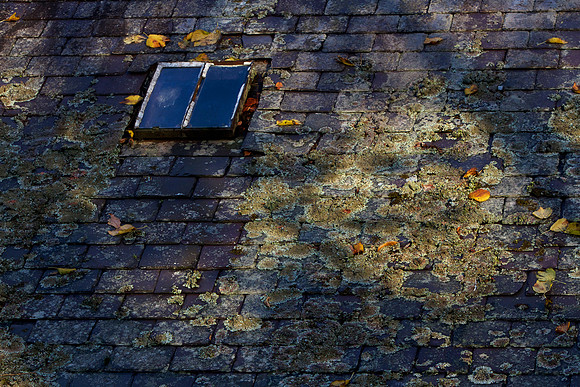 Autumn Window Light_2919