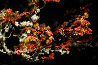 20261022-_MG_6002-90D