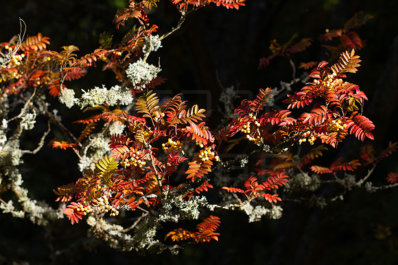 20261022-_MG_6002-90D