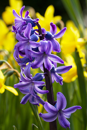 Bluebells behind Daffodils_5256