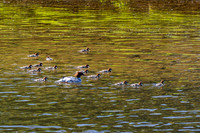 Goosander and Chicks_4483-spring_90D