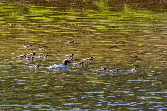 Goosander and Chicks_4483-spring_90D