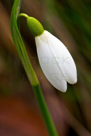 Snowdrop Bud_8147