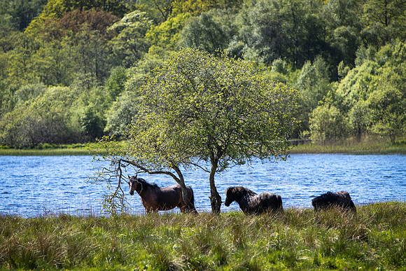 Ponies under Tree_Loch Voil_4302