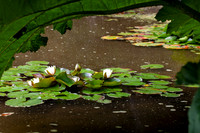 Water Lillies on Pond_4881-5D
