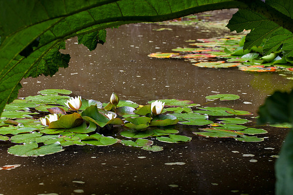Water Lillies on Pond_4881-5D