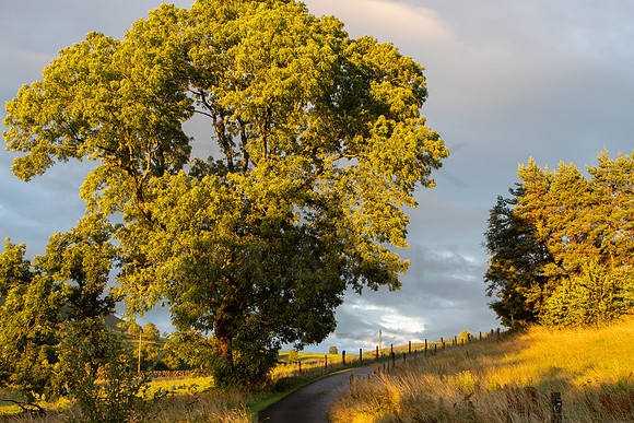 Big Tree Sunlight After Rain_0914-90D