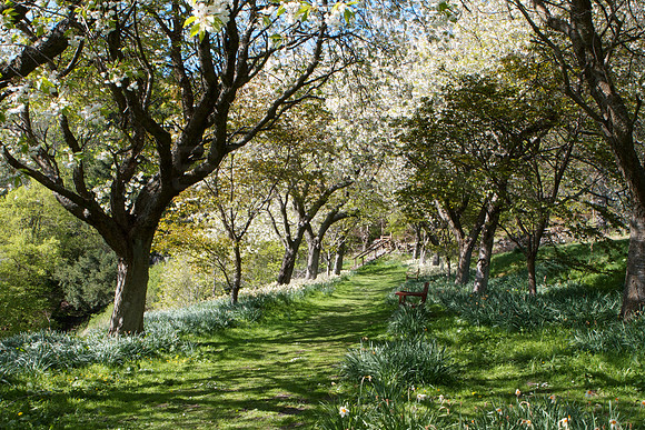 Spring Blossom at Neidpath_5654