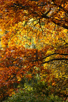 20261022-_MG_6013-90D