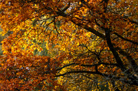 20261022-_MG_6014-90D