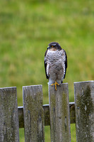 Sparrowhawk_0466-90D