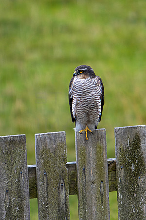 Sparrowhawk_0466-90D