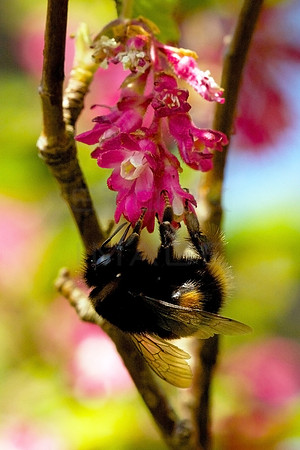 Bee on Flowering Currant_5622