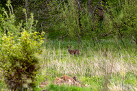 Roe Deer at Traquair_4237