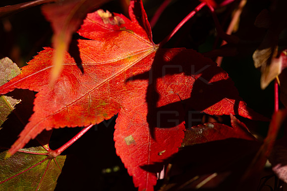 20261022-_MG_6029-90D