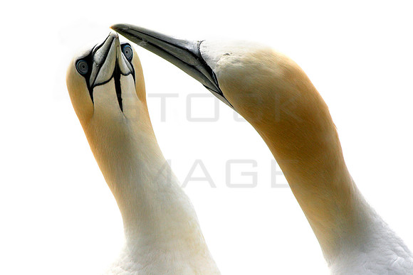 The Mating Game_6651-01