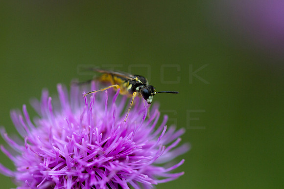 Wasp on Thistle_1896
