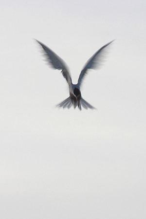 Angel_7142