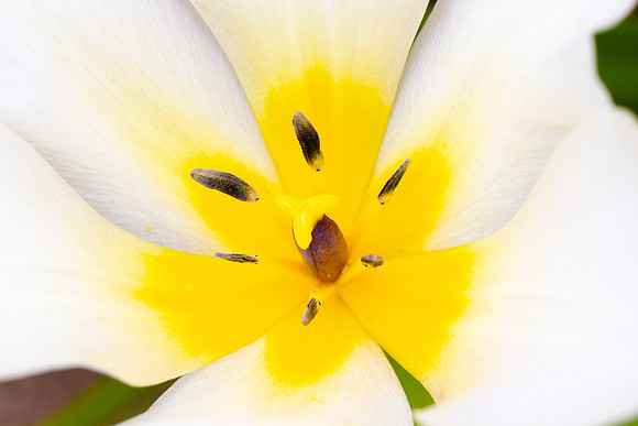 Tulip Surprise_2820_7D_local