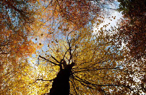 Falling Leaves