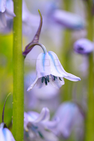 Hanging Bell_9968