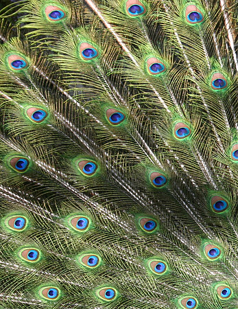 Peacock-detail