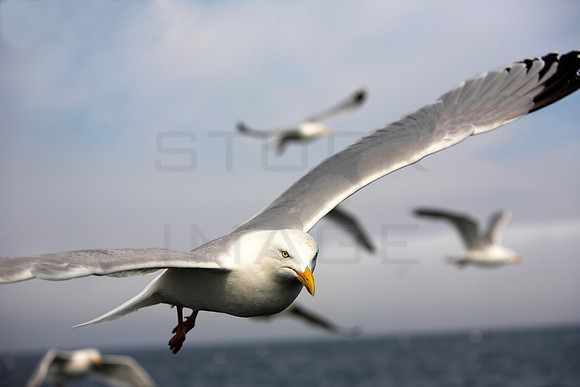 Seagull in Flight_6515-01
