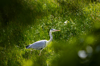 Heron Stalking in Long Grass_4932_90D