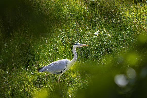 Heron Stalking in Long Grass_4932_90D
