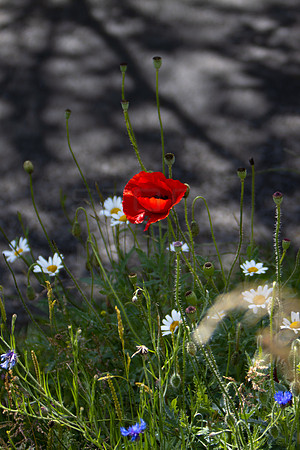 Poppy and Shadows_4868_90D
