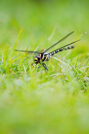 Dragonfly on the Grass_1201