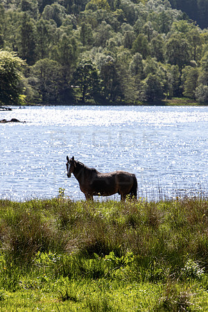 Poney by Loch Voil_4318