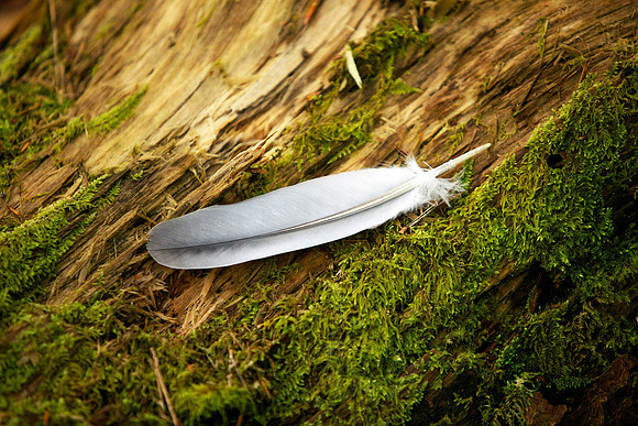 Quill of the Wood_8228